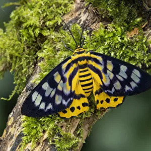 False tiger moth (Dysphania militaris) Isle of Marinduque, Philipines