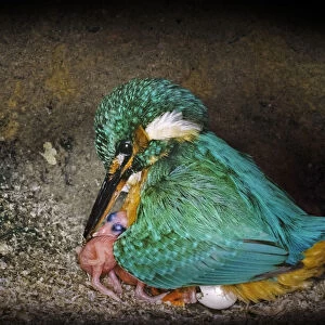 Female Kingfisher (Alcedo atthis) covering chicks, aged one day, with her wings in an artificial nest, Italy