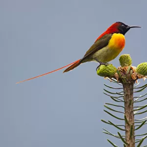 Fire-tailed sunbird (Aethopyga ignicauda) perched on conifer. Sikkim, India