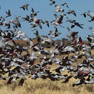 Galah (Eolophus roseicapillus) flock of birds flying over grassland, Diamantina River, Queensland, Australia