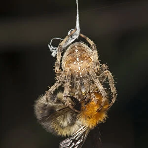 Garden Cross Spider (Araneus diadematus) wrapping its Common Carder Bee (Bombus pascuorum)
