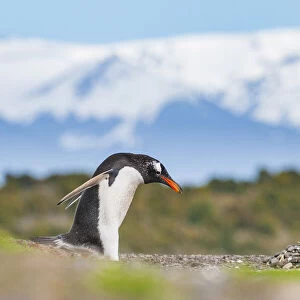 Gentoo penguin (Pygoscelis papua), gathering nesting pebbles, Beagle Channel, Patagonia