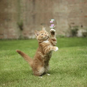 Ginger kitten on grass swiping at a soap bubble