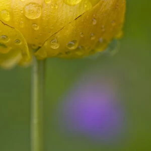 Globeflower (Trollius europaeus) in flower with water droplets on petals, Liechtenstein