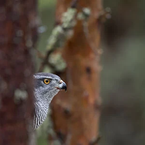 Goshawk (Accipiter gentilis) perched in a tree, Norway, January