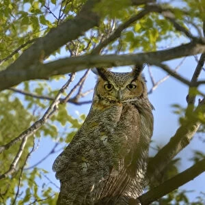 Great horned owl (Bubo virginianus) Pointe Pelee, Ontario, Canada May