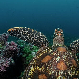 Green sea turtle (Chelonia mydas) swimming over coral reef, Darwin Island, Galapagos National Park, Pacific Ocean. Endangered
