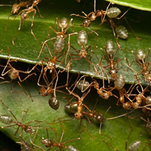 Green tree ants (Oecophylla smaragdina) defending their leafy nest in a low shrub