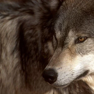 Grey wolf, USA