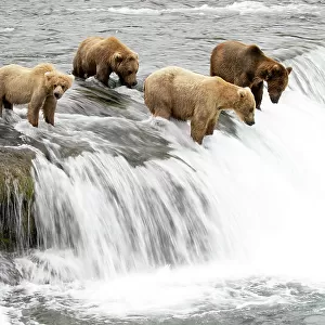 Five Grizzly bears (Ursus arctos) standing at top of waterfall fishing for Salmon, Brooks Falls, Katmai National Park, Alaska, USA. July