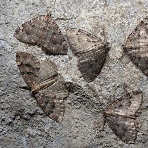 Group of Tissue moths (Triphosa dubitata) hibernating in a limestone cave