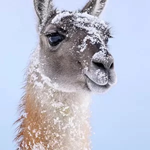 Guanaco (Lama guanicoe) dusted in snow, head portrait, Torres del Paine National Park, Patagonia, Chile