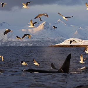 Gulls flying above two Killer whales / Orcas (Orcinus orca) surfacing, Tysfjord, Norway
