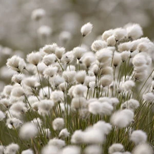 Harestail cottongrass (Eriophorum vaginatum) in flower, Flow Country, Forsinard, Caithness