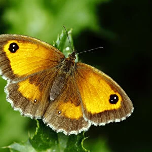 Hedge Brown / Gatekeeper butterfly (Pyronia tithonus) basking wings open, Southwest London