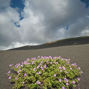 Herb robert (Geranium robertianum) flowering in lava field, La Geria area, Lanzarote