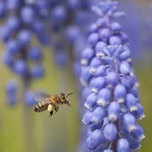 Honey bee (Apis mellifera) visiting Grape hyacinth, Sheffield, UK