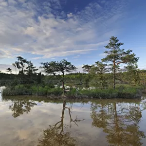 Hydrogen sulphude (H2S) pond with trees reflected in water, Bog forest, Kemeri National Park