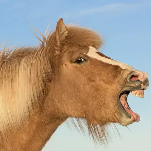 Icelandic horse with mouth open, Iceland