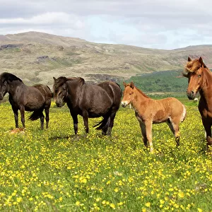 Icelandic horses in meadow of flowering buttercups (Ranunculus sp) southwest Iceland. June