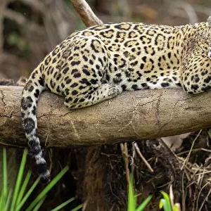 Jaguar (Panthera onca) resting on branch, Cuiaba River, Pantanal wetlands, Mato Grosso, Brazil