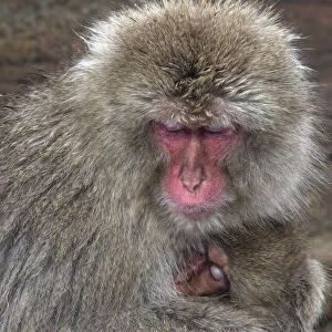 Japanese Macaque (Macaca fuscata) mother and baby doze off together for a moment in Jigokudani