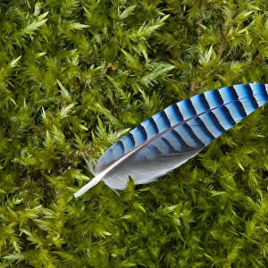 Jay (Garrulus glandarius) feather, on mossy ground, Yorkshire. UK. March, 2011