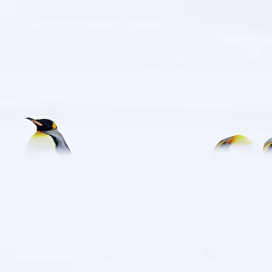 Three King penguins (Aptenodytes patagonicus) resting in snowy conditions, South Georgia