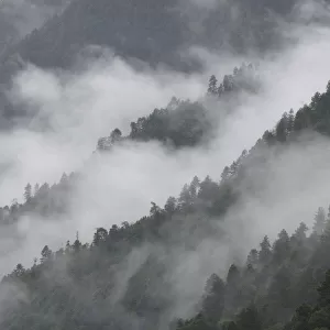 Low lying morning mist over forested mountains, at Ta Cheng Nature reserve, Yunnan