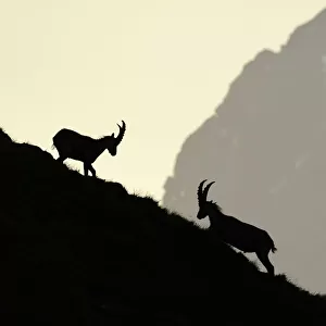 Two male Alpine Ibex (Capra ibex) fighting on a mountain slope at dawn, Varaita Valley, Alps, Italy, July