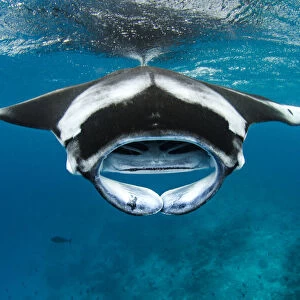 Manta ray (Mobula alfredi) with mouth open, feeding on plankton near the surface, Hanifaru Lagoon, Baa Atoll, Maldives, Indian Ocean