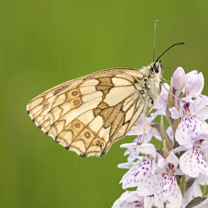 Marbled white butterfly (Melanargia galathea) resting on Heath spotted orchid (Dactylorhiza