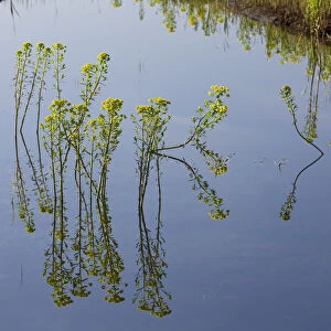 Marsh spurge (Euphorbia palustris) flowering in water, Northern part of Livanjsko Polje
