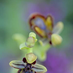 Mirror orchid (Ophrys speculum) in the Sierra de Grazalema Natural Park, El Bosque
