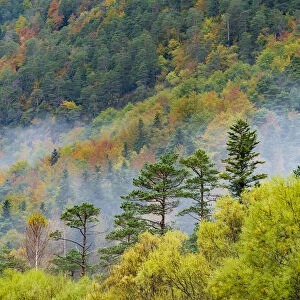 Mixed decidious forest, autumm, Ordesa National Park, Aragon, Pyrenees, Spain