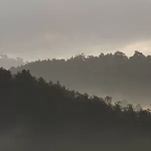 Morning fog / mist over forest, Tongbiguan Nature Reserve, Dehong prefecture, Yunnan province