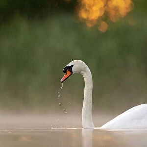 Mute swan (Cygnus olor) on water drinking in early morning light, Valkenhorst nature reserve, Valkenswaard, The Netherlands. June