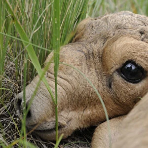 Newborn Saiga antelope (Saiga tatarica) lying in grass, Cherniye Zemli (Black Earth) Nature Reserve