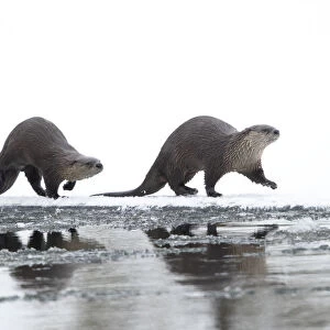 North American river otter (Lontra canadensis) female and cub walking across snow
