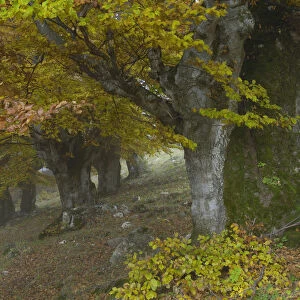 Old beech trees (Fagus sp) in autumn, Piatra Craiului NP, Transylvania, Southern