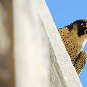 Peregrine falcon (Falco peregrinus) female, calling, perched on wall, Sagrada Familia Basilica, Barcelona, Catalonia, Spain. April