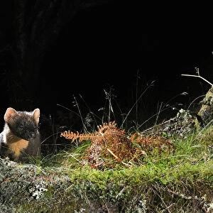 Pine Marten (Martes martes) foraging at night in mixed coniferous and birch woodland