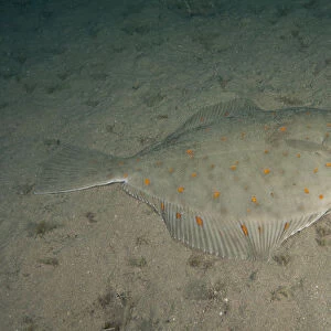 Plaice (Pleuronectes platessa) Bouley Bay, Jersey, British Channel Islands