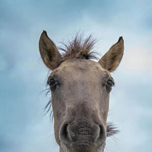 Portrait of Konik wild horse (Equus ferus caballus), Meinerswijk nature reserve, near Arnhem, the Netherlands. June
