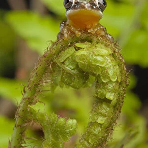 Pygmy leaf-folding frog (Afrixalus brachycnemis) sitting on a fern frond, Tanzania