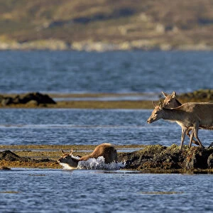 Red deer (Cervus elaphus) female does and young crossing water, Jura, Scotland, UK