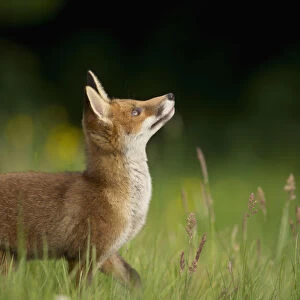 Red fox (Vulpes vulpes) alert cub looking up, Derbyshire, UK, June. Non-ex