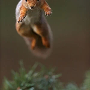 Red Squirrel (Sciurus vulgaris) in mid leap, the Cairngorms National Park, Highlands