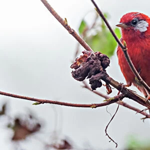 Red warbler (Cardellina rubra) perched on branch. Milpa Alta forest, outskirts of Mexico City, Mexico. September