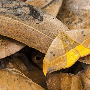 RF - Oak hook-tip moth (Watsonalla binaria) mimicking a dead leaf, Catbrook, Monmouthshire, May